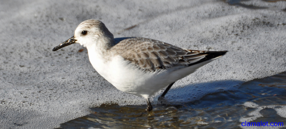 Plover
